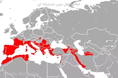 خفاش نعل بینی مدیترانه ای